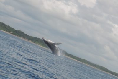 Les baleines arrivent !!!